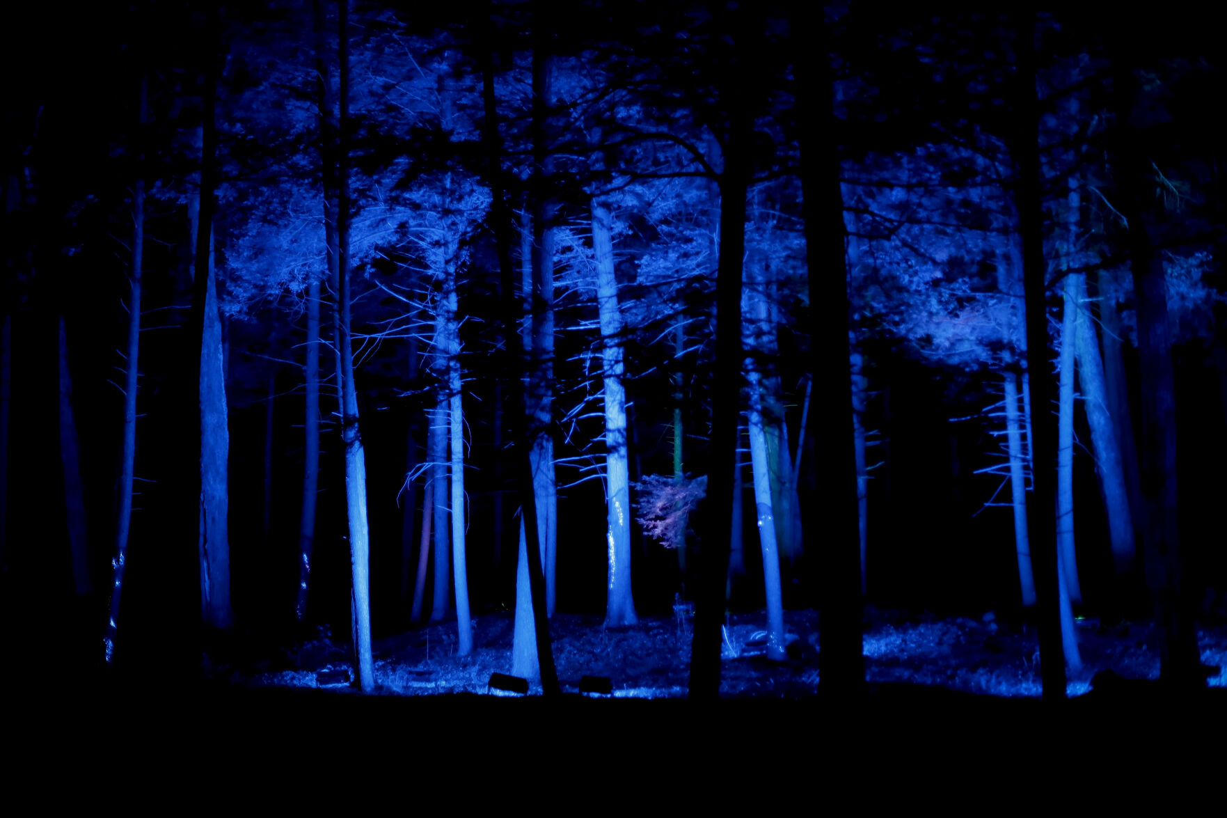 NightWood